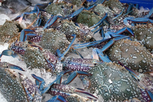 Crabes bleus à Phi Phi