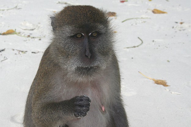 Macaque à Monkey Beach, Phi Phi Don